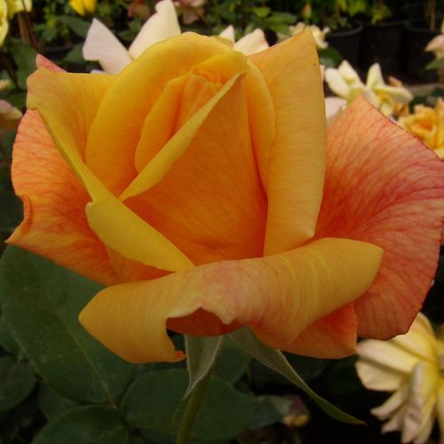 E-commerce, vendita, rose, in, vaso rose climber - arancione - Rosa Sutter's Gold - rosa intensamente profumata - O.L. 
